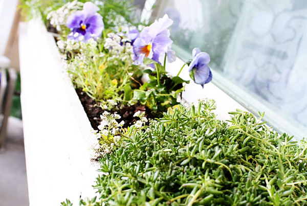 $3.12 Window Box