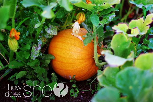 pumpkin scarring