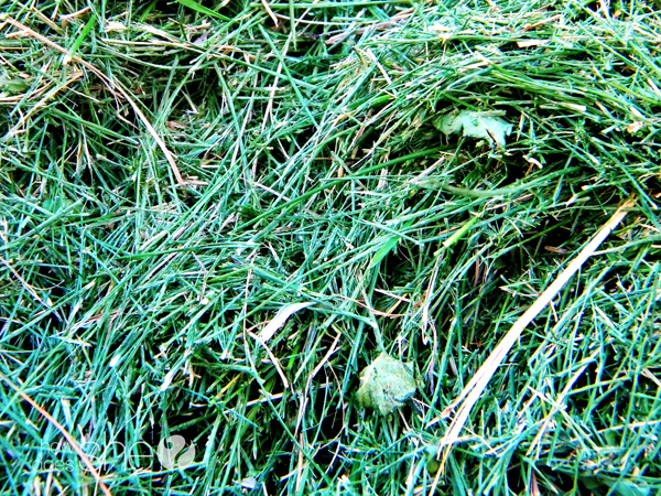 DSCN6982copy copy