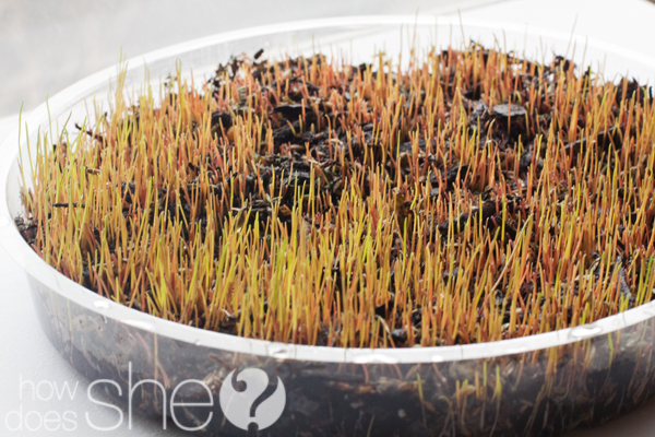easter grass