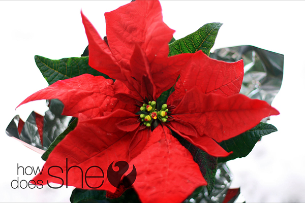 Merry Christmas…we hope you get a pony!