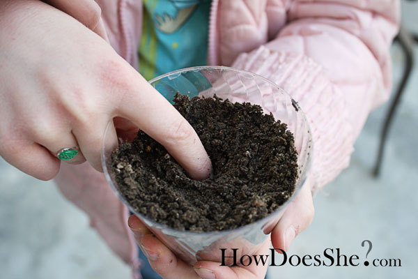 Grow Your OWN Clover for St Patricks Day