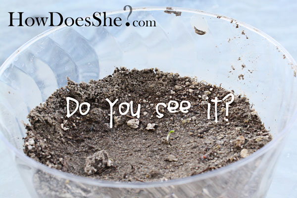 Grow Your OWN Clover for St Patricks Day