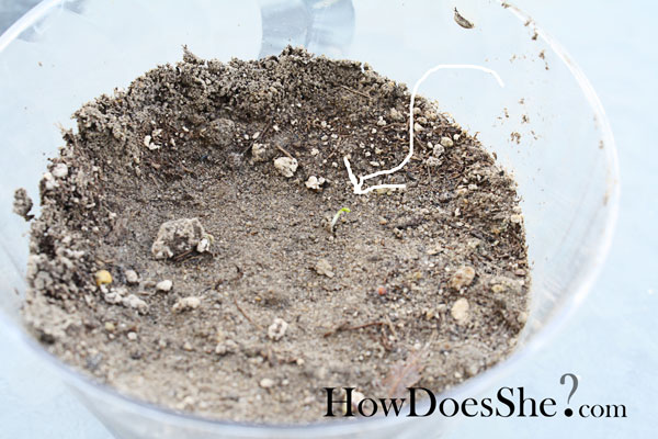 Grow Your OWN Clover for St Patricks Day