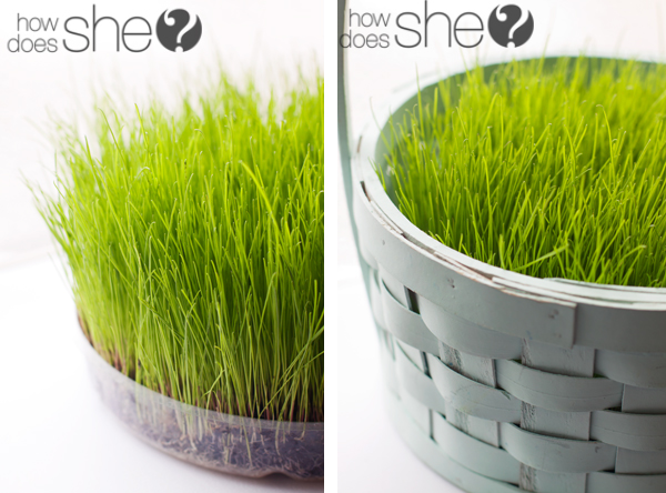 easter grass