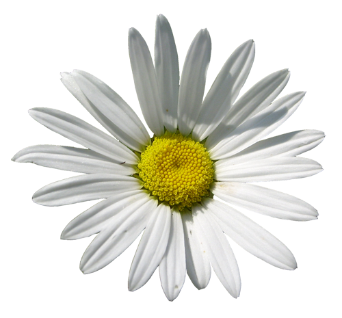 sunflower sunflower or daisy