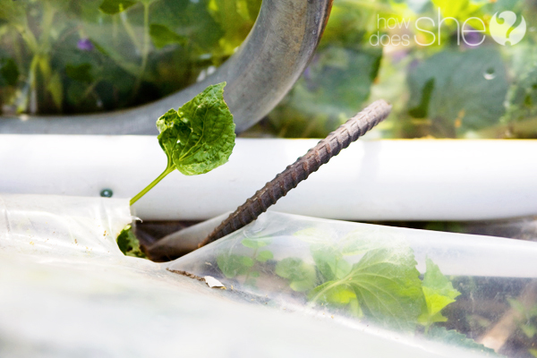 How to Create a Greenhouse out of a Trampoline How to Create a Greenhouse out of a Trampoline